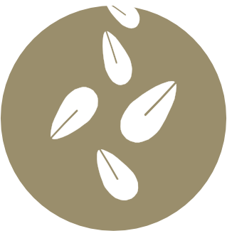 Granos de sésamo